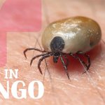 Hope and Fear: Congo’s Battle Against a New Deadly Virus