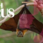 Nipah Virus Explained:!1 Everything You Need to Know