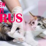Kitten Killer: A Viral Threat to the Feline World