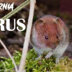 Hantavirus in California: What You Need to Know for Protection